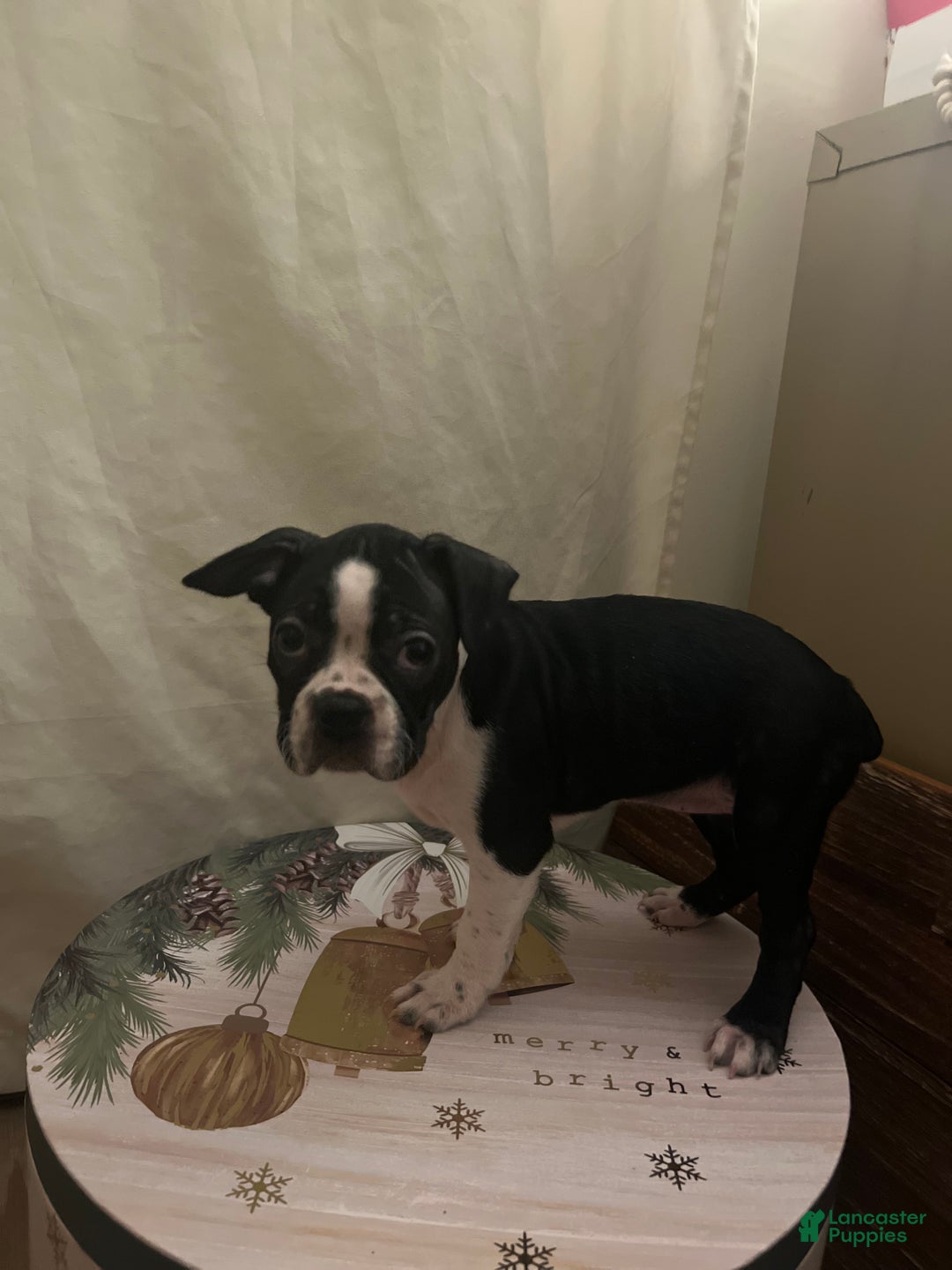 Boston Terrier dogs for sale: Olive - Ad 5