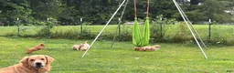 Mini Goldendoodle dogs for sale: Mini Goldendoodle LATTE  - Ad 2