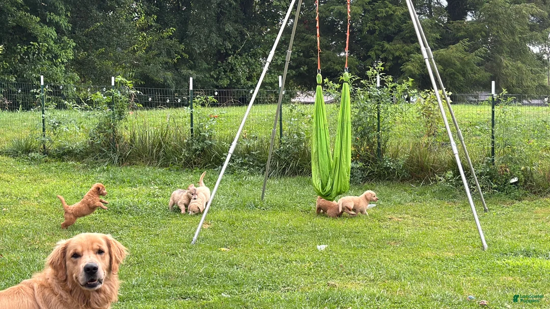 Mini Goldendoodle dogs for sale: Mini Goldendoodle LATTE  - Ad 2