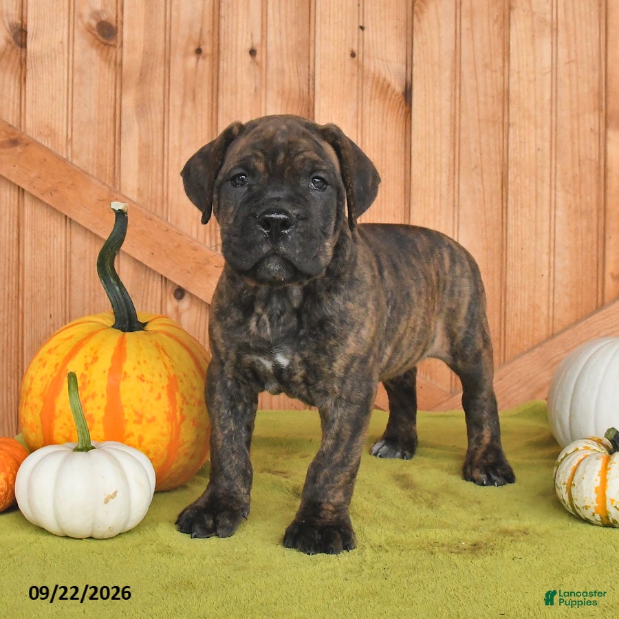 Cane Corso dogs Buster - Ad 1