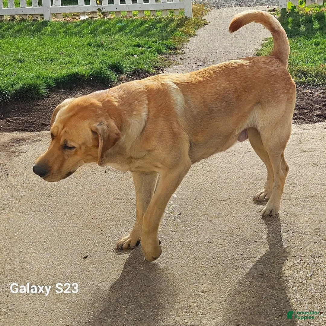 Goldador dogs for sale: Mixed Breed Puppy 1 - Ad 4