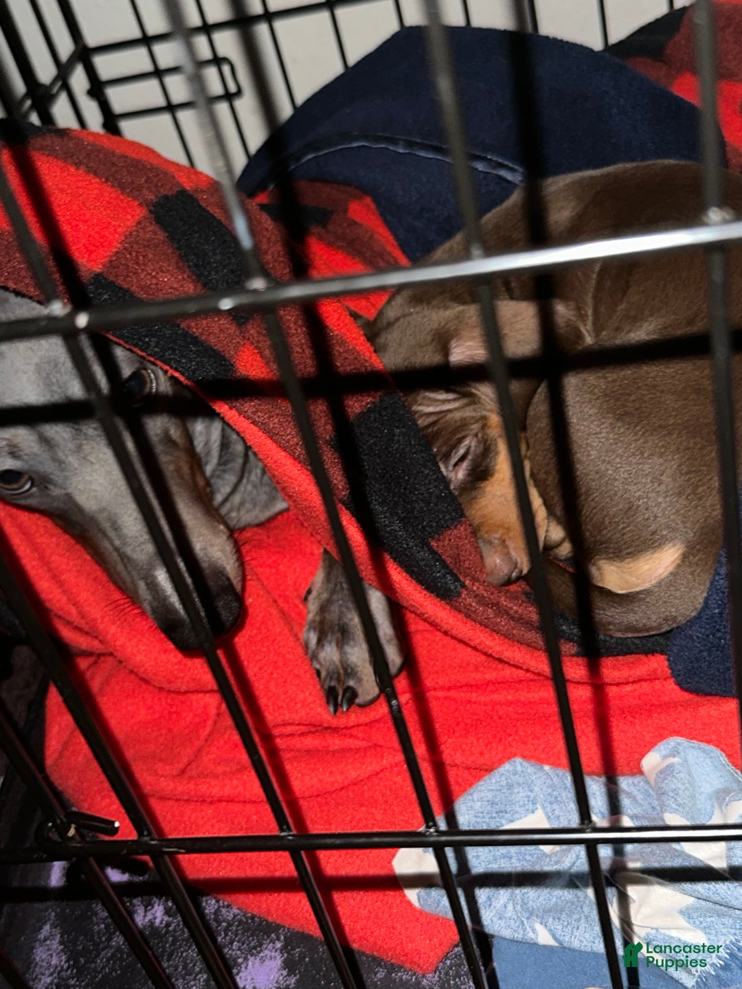 Dachshund dogs for sale: Dachshund Puppy 3 - Ad 4