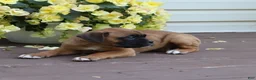 Boxer dogs for sale: Otis - Ad 3
