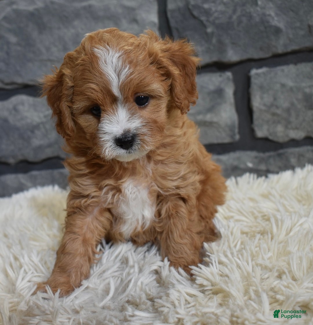 Cavapoo dogs for sale: Sophie  - Ad 3