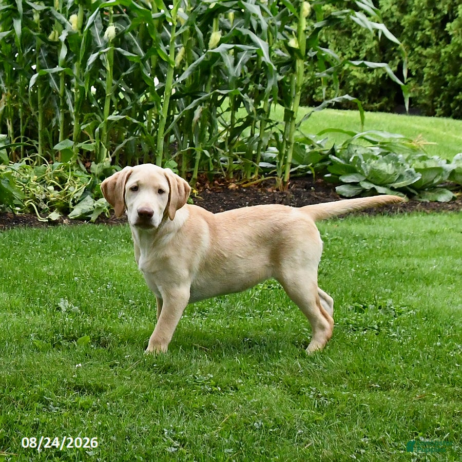 Labrador Retriever dogs Satin - Ad 2