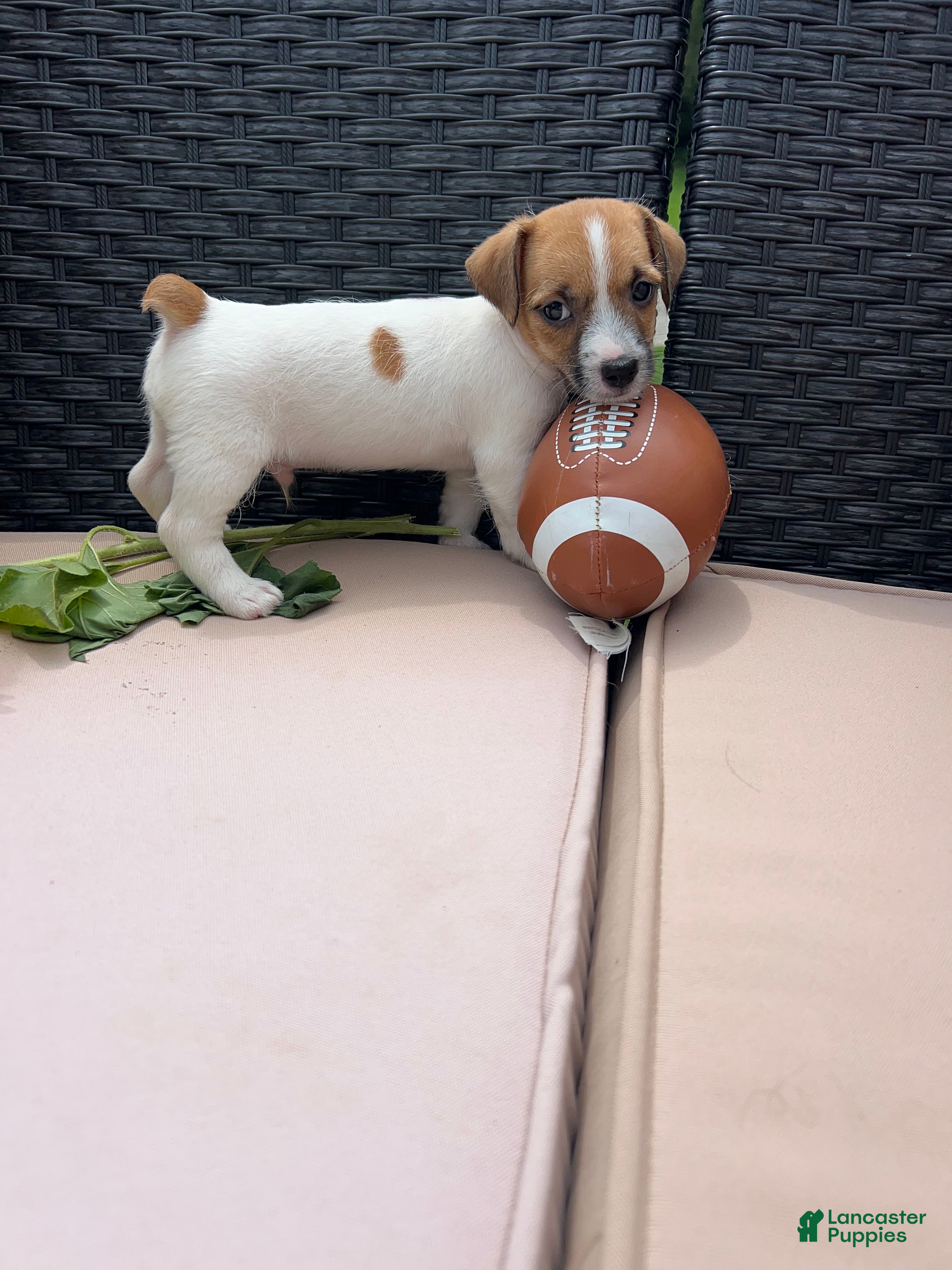 Jack Russell Terrier dogs Toby - Ad 39