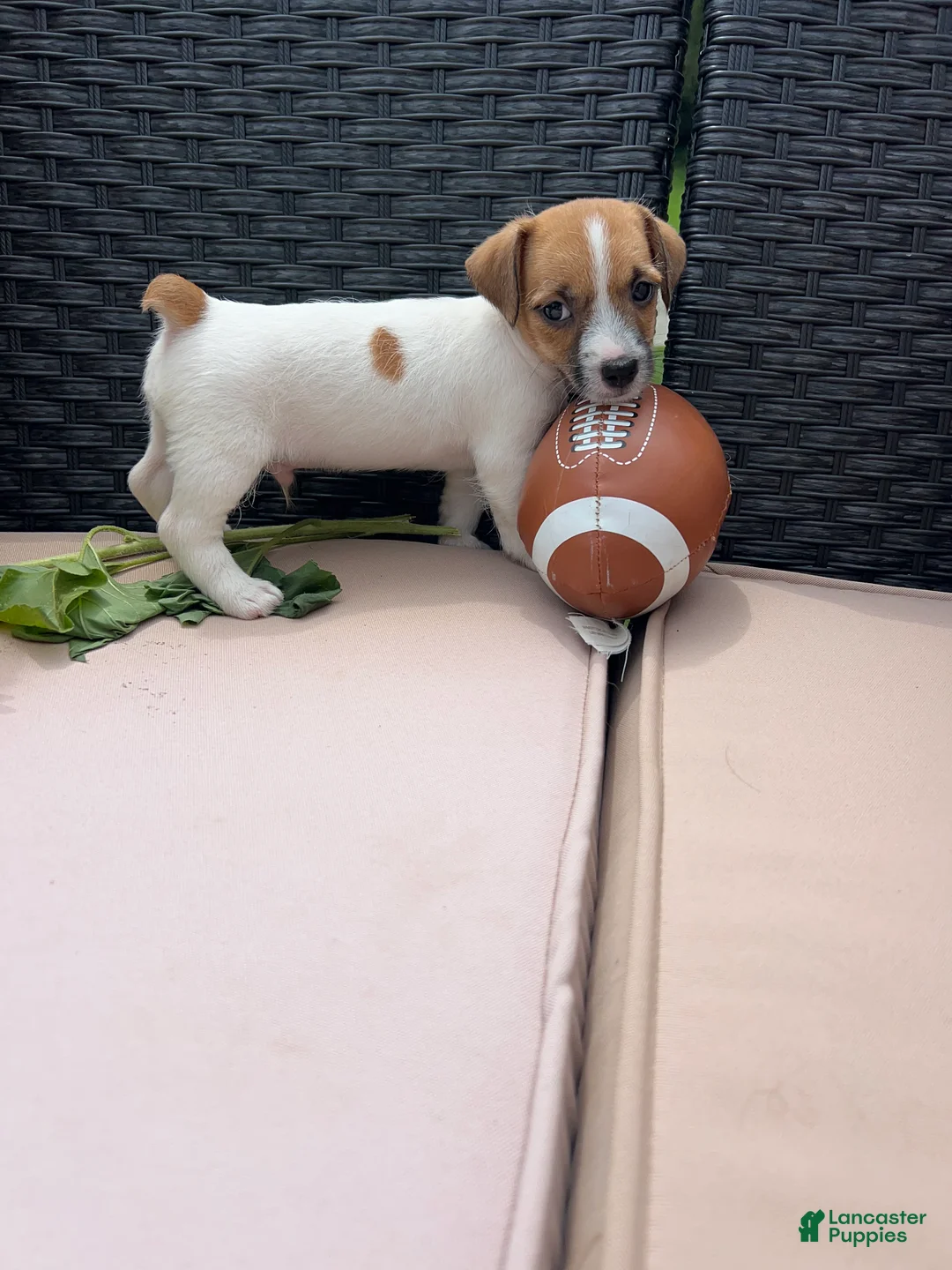 Jack Russell Terrier dogs for sale: Toby - Ad 1