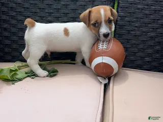 Jack Russell Terrier dogs Toby - Ad 22