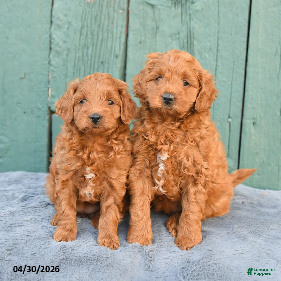 Mini Goldendoodle dogs for sale: Ruby - Ad 5