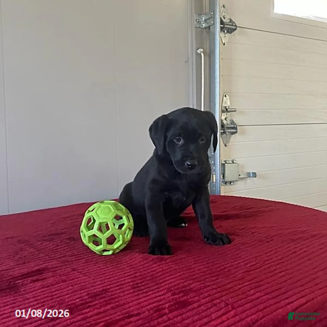 Labrador Retriever dogs for sale: Twinkle - Ad 11