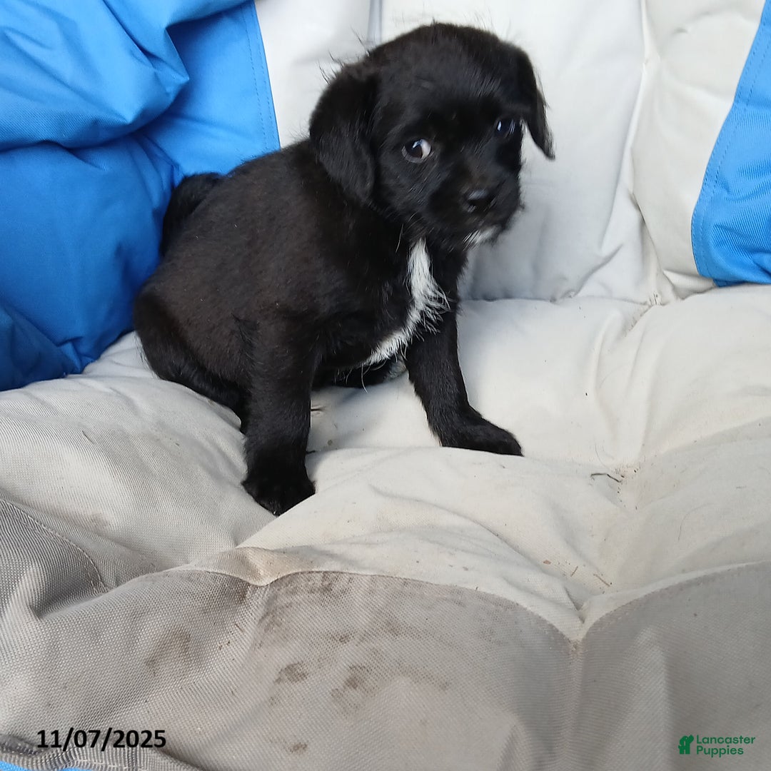 Puggle dogs for sale: Charlie - Ad 3