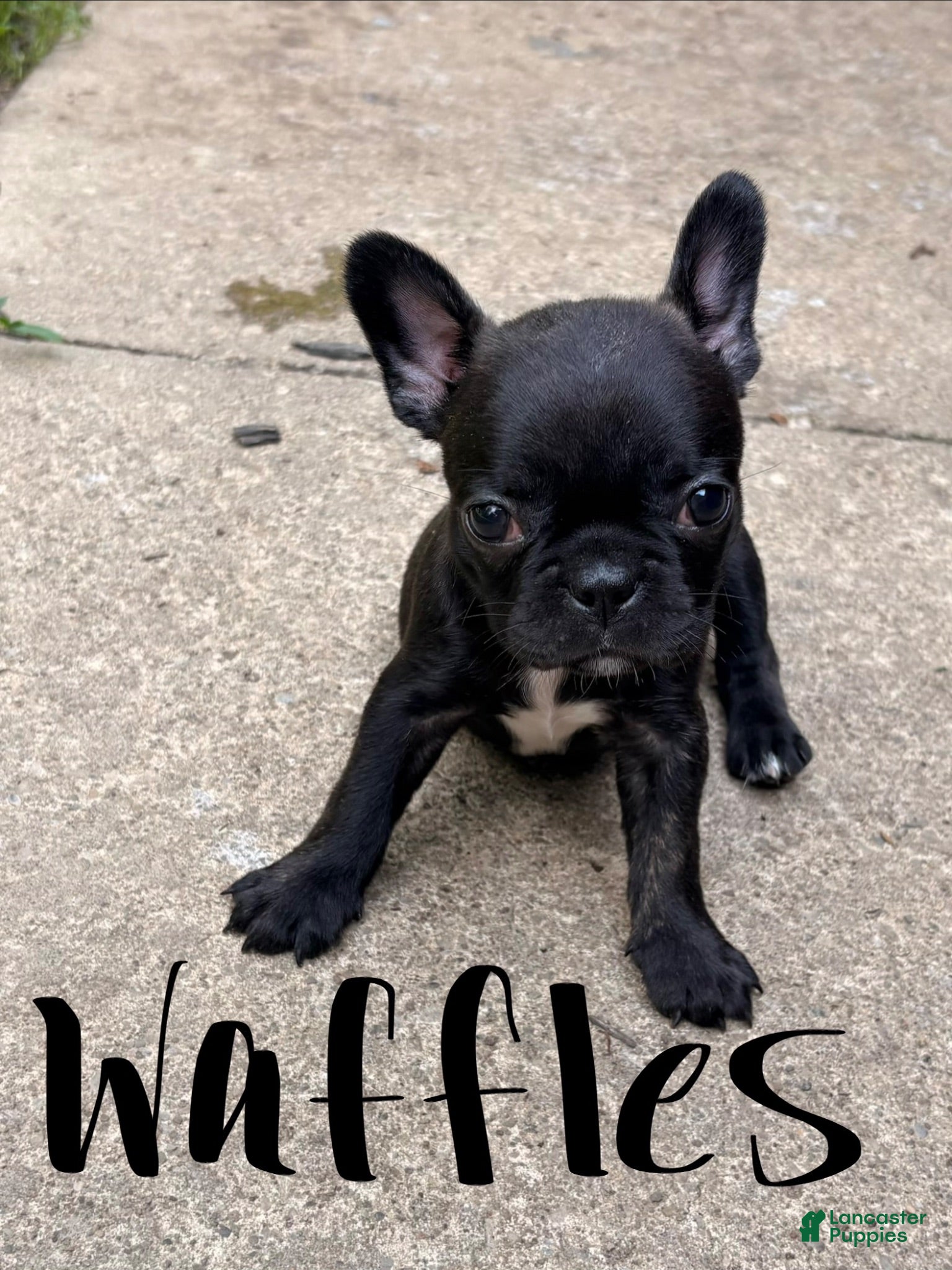 Frenchton dogs Waffles - Ad 18