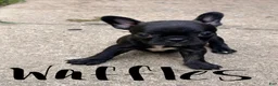 Frenchton dogs for sale: Waffles - Ad 1