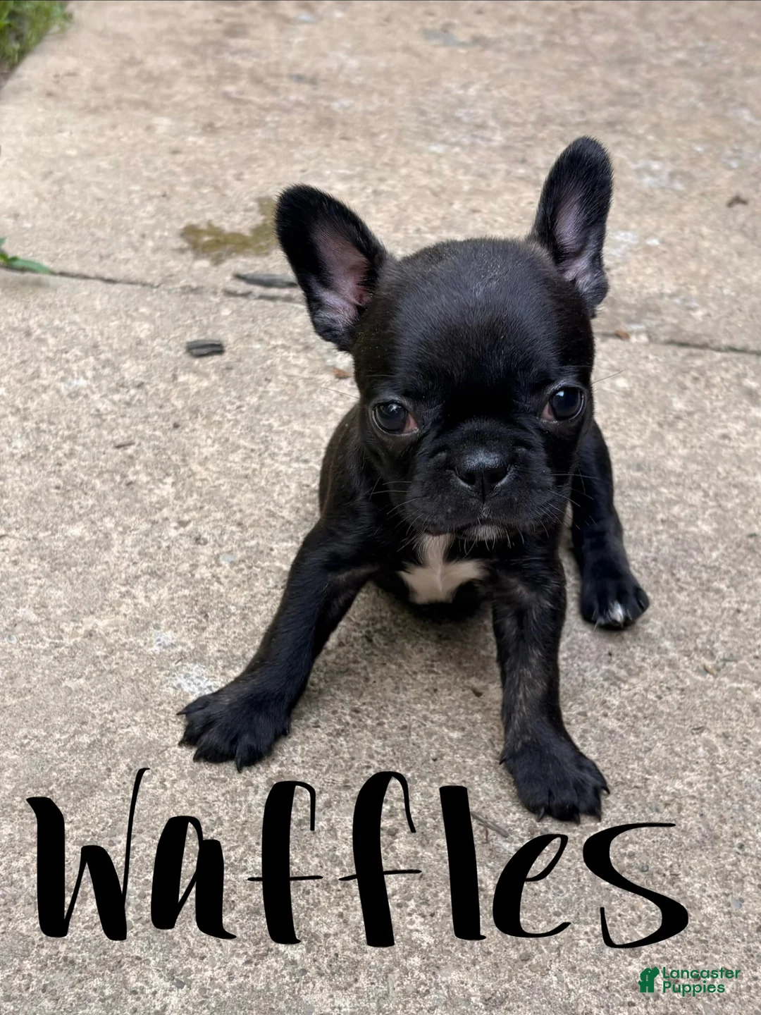 Frenchton dogs for sale: Waffles - Ad 1