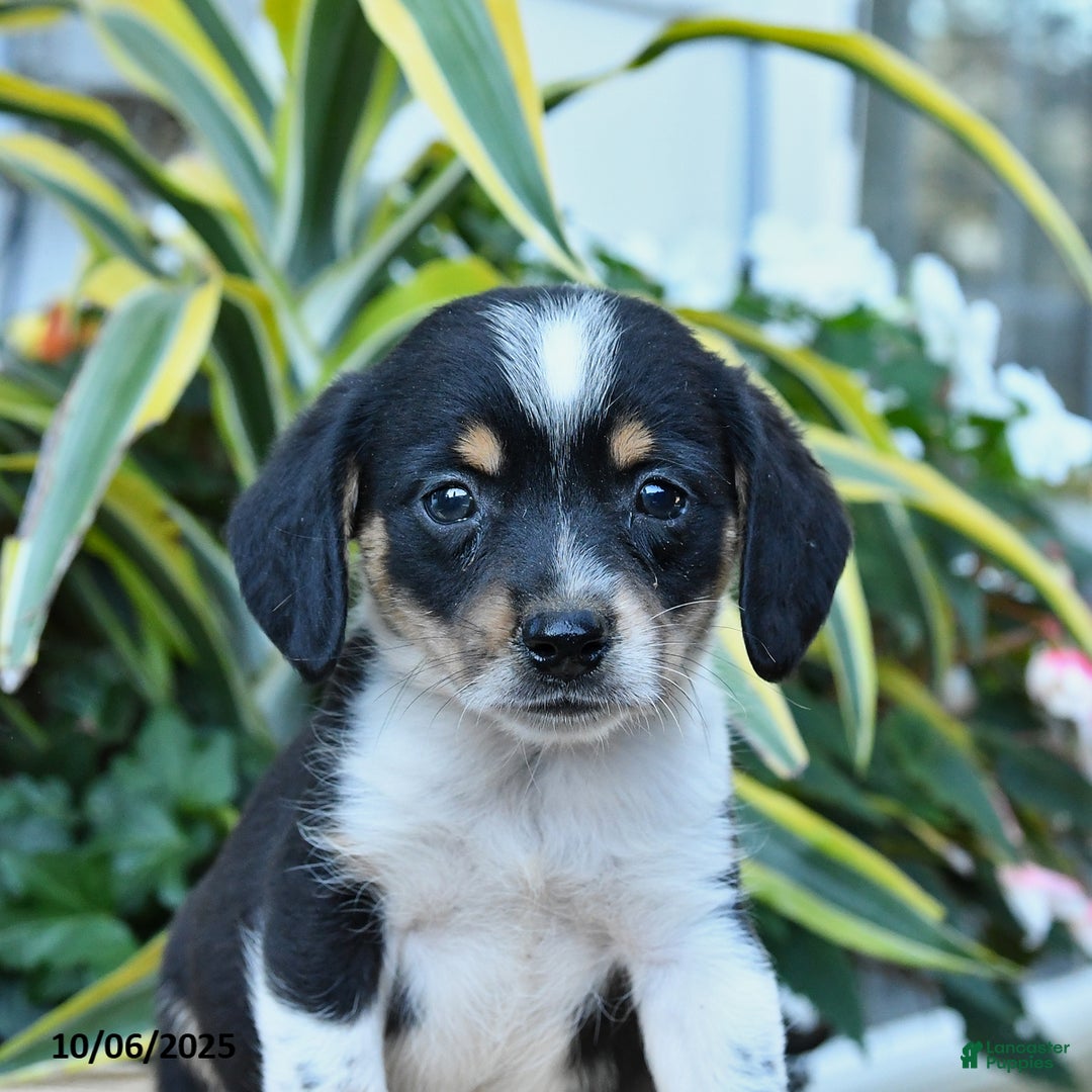 Mixed Breed dogs for sale: Dawn - Ad 4