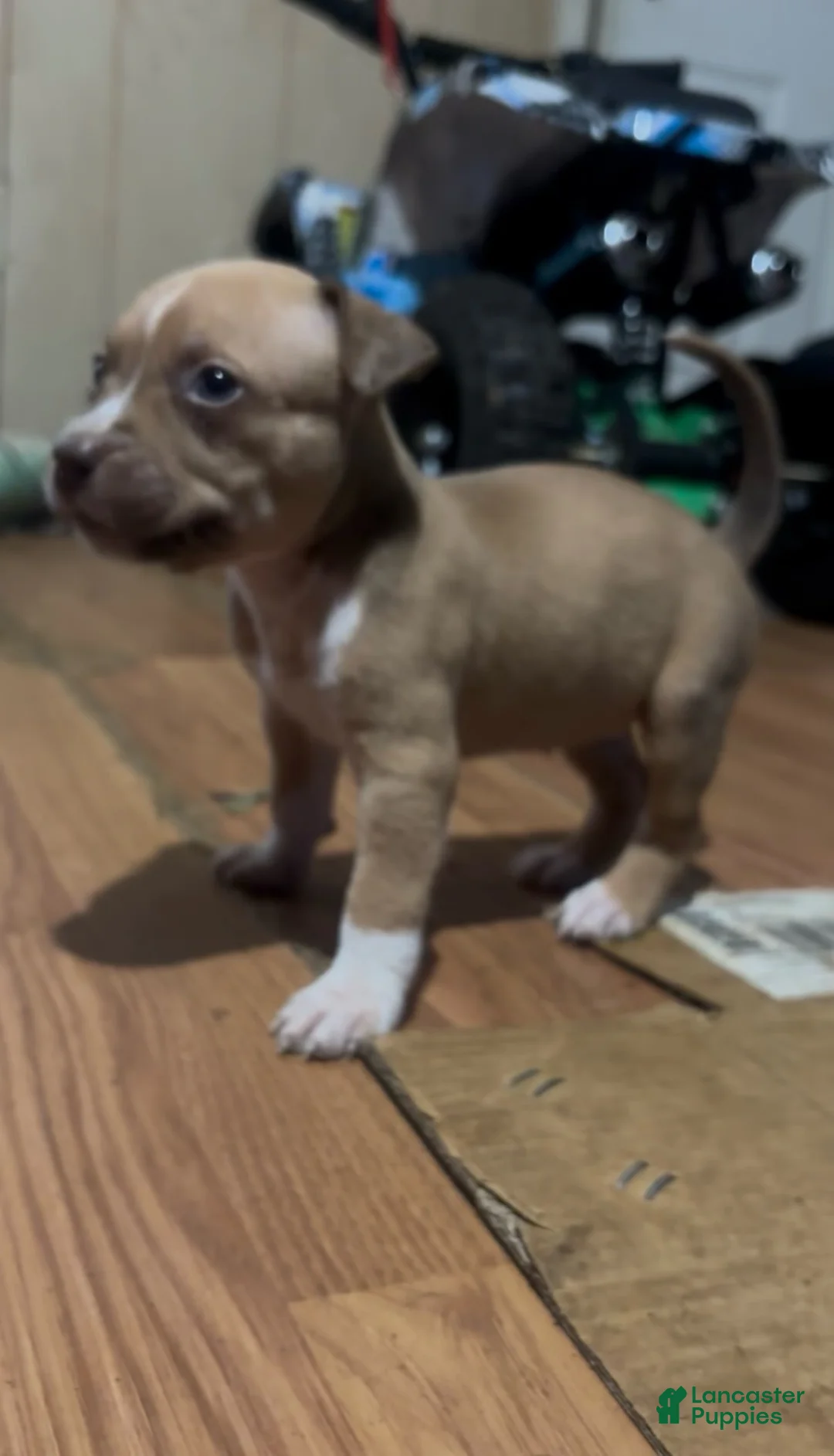 Mixed Breed dogs for sale: Spice Girl - Ad 1