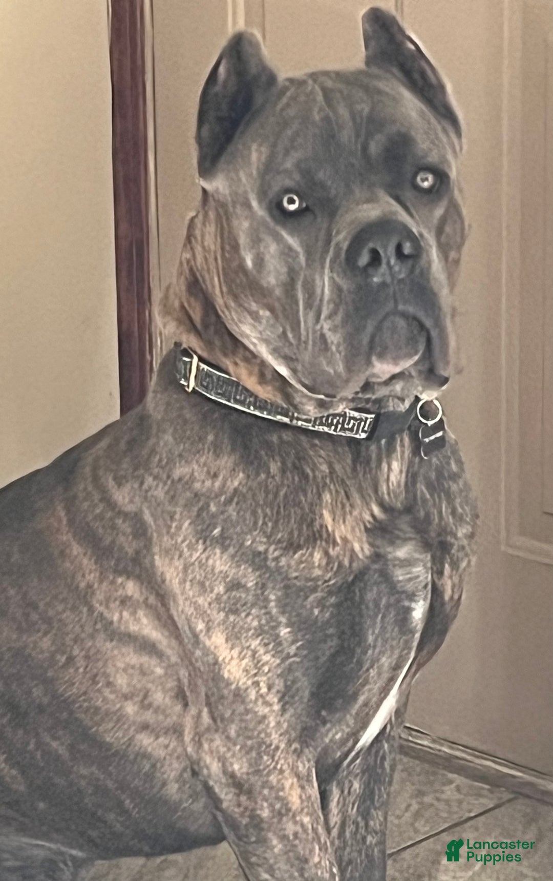 Cane Corso dogs for sale: Zeus - Ad 2