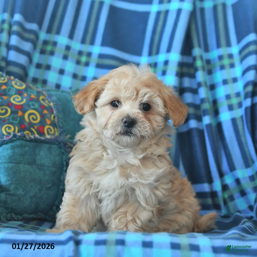 Maltipoo dogs for sale: Laura  - Ad 3