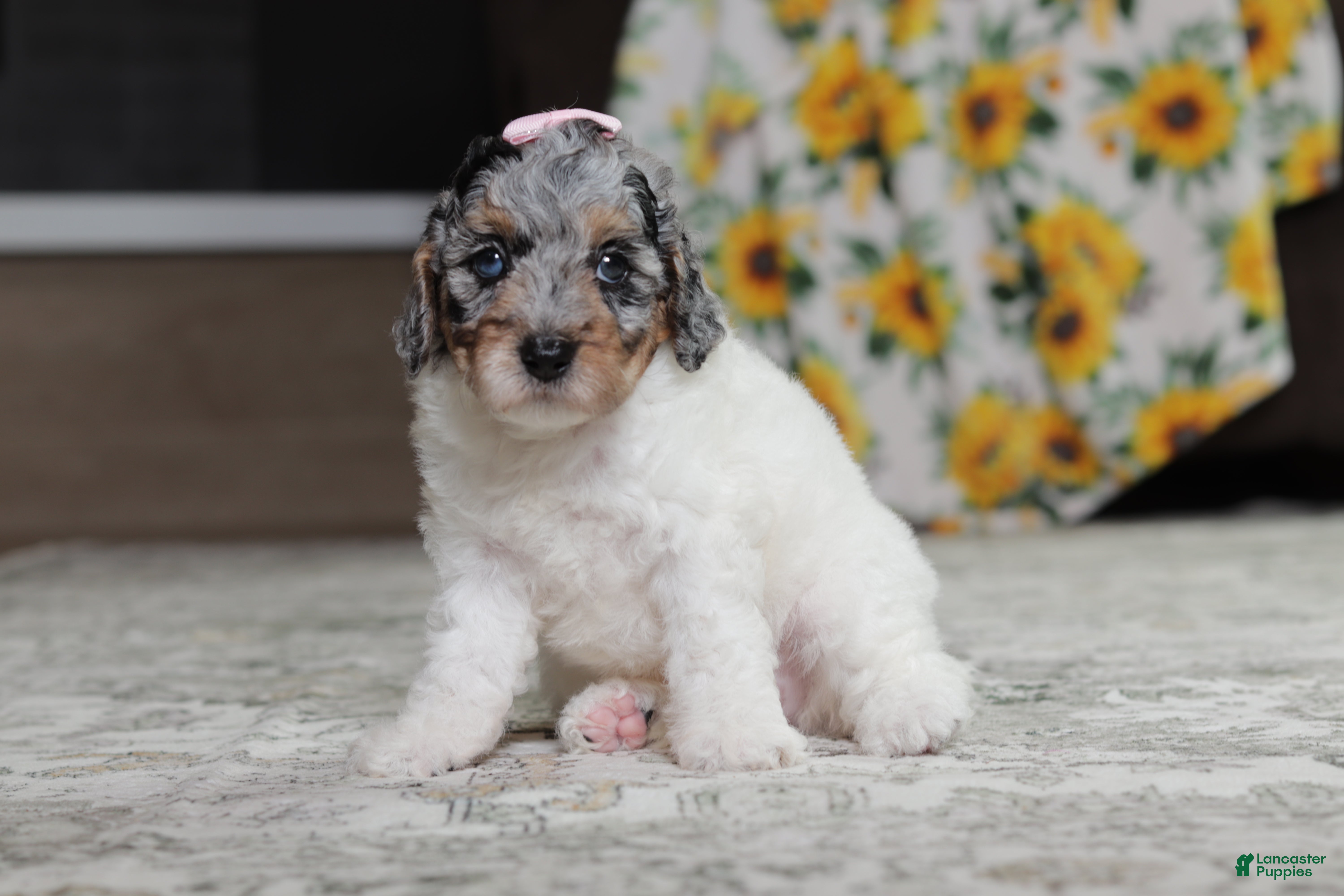 Miniature Poodle dogs Mabel - Ad 2