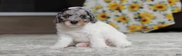 Miniature Poodle dogs for sale: Mabel - Ad 2