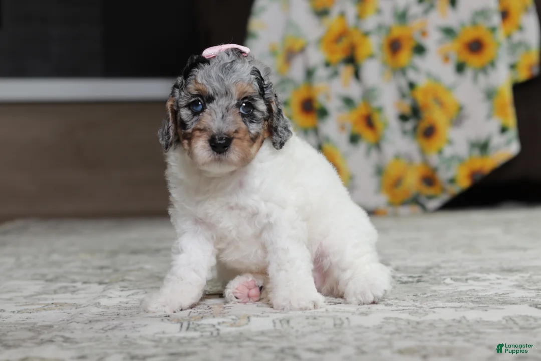 Miniature Poodle dogs for sale: Mabel - Ad 2