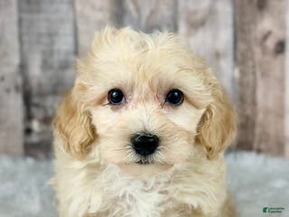 Maltipoo dogs Boy Alfie - 0008 - Ad 36