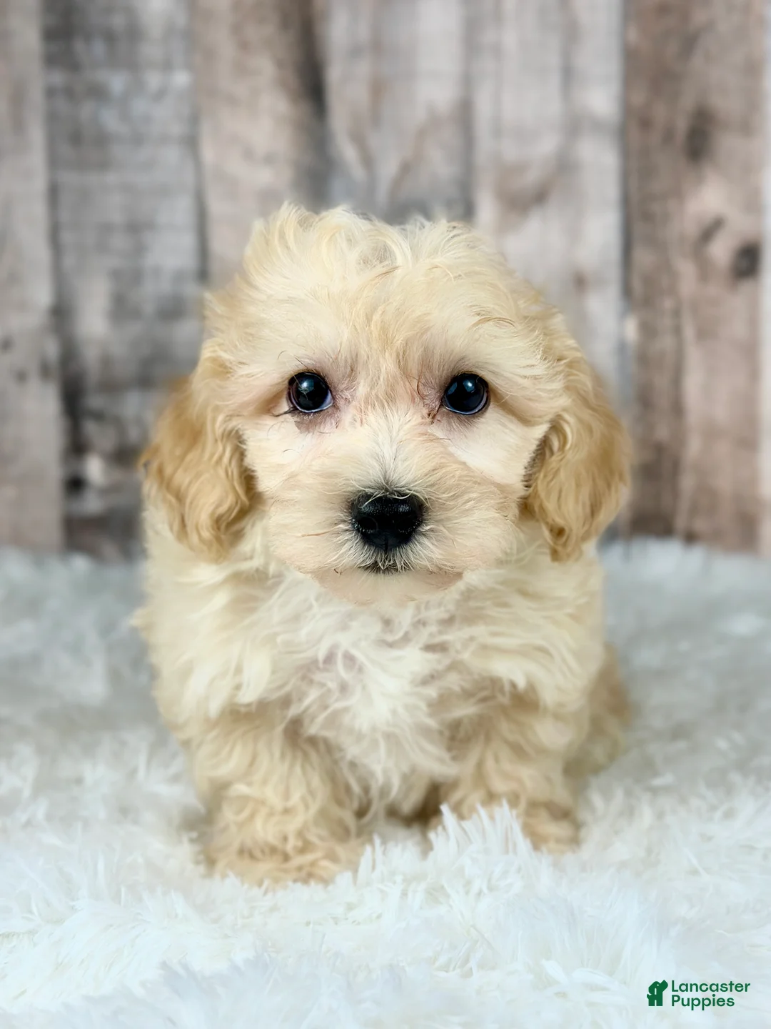 Maltipoo dogs for sale: Boy Alfie - 0008 - Ad 1
