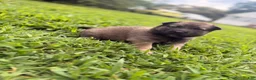 Mixed Breed dogs for sale: Scout - Ad 7