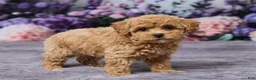 Bichpoo dogs for sale: Dawn - Ad 4