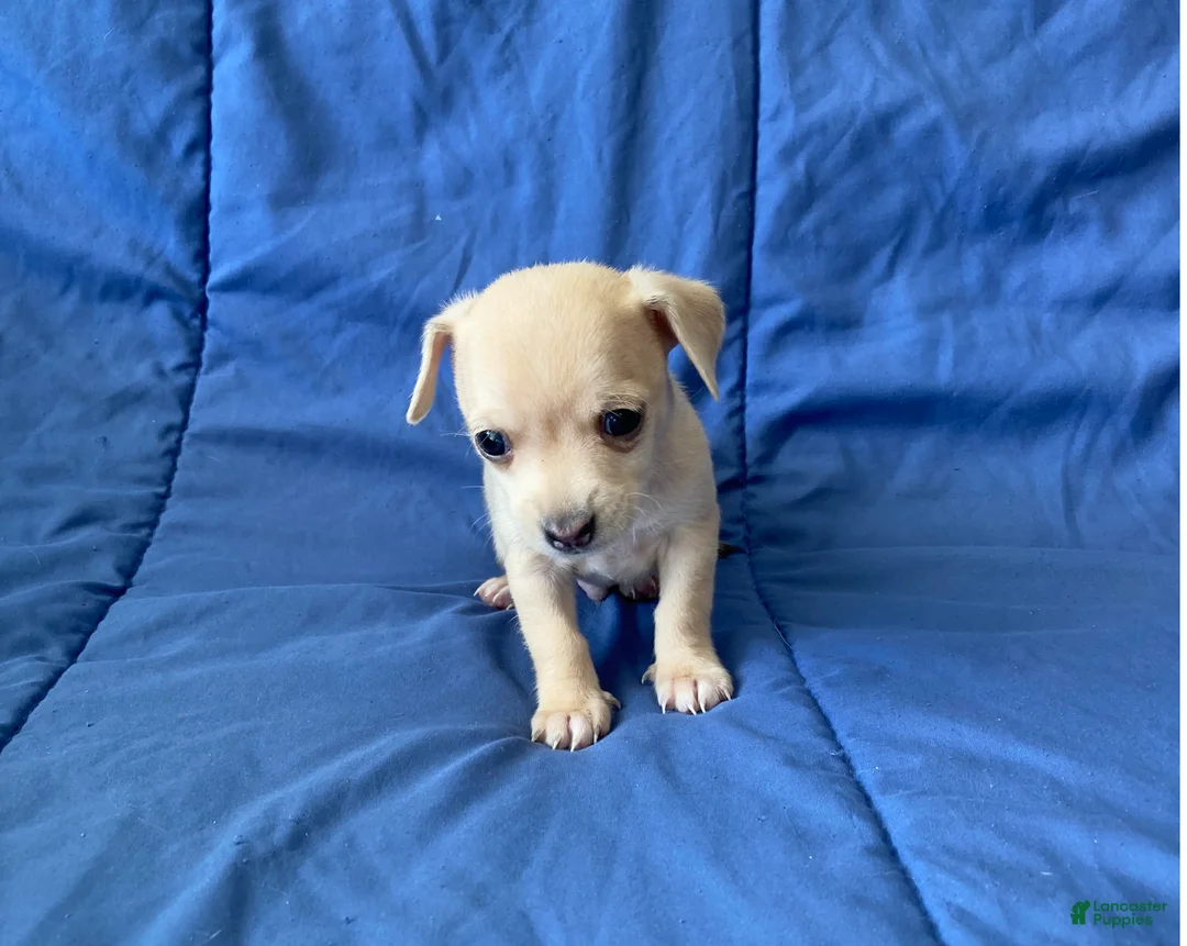 Chihuahua dogs for sale: Remy - Ad 12