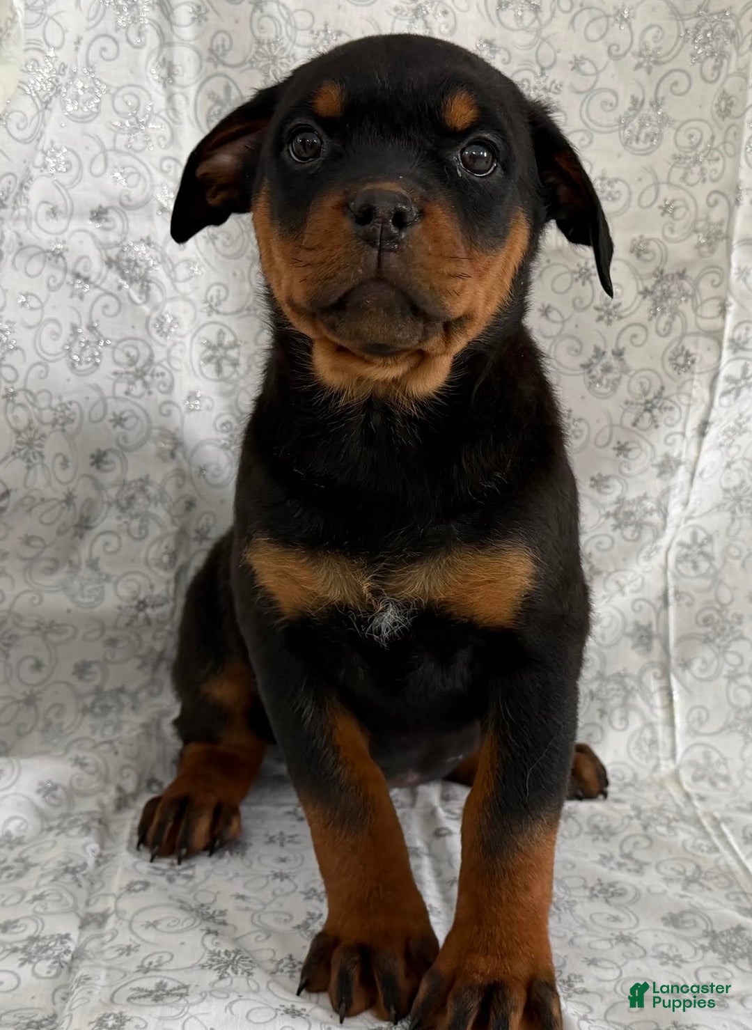 Rottweiler dogs for sale: Wanda - Ad 2