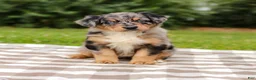 Aussiedoodle dogs for sale: Bailey Standard Sized - Ad 6