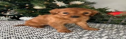 Miniature Golden Retriever dogs for sale: Lucy - Ad 4