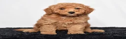 Mini Goldendoodle dogs for sale: River - Ad 1