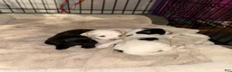 Bichpoo dogs for sale: Hershey - Ad 5