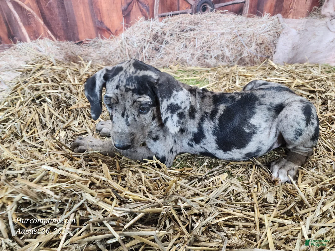Catahoula Leopard Dog dogs for sale: Angel 2025 Female 1 - Ad 33