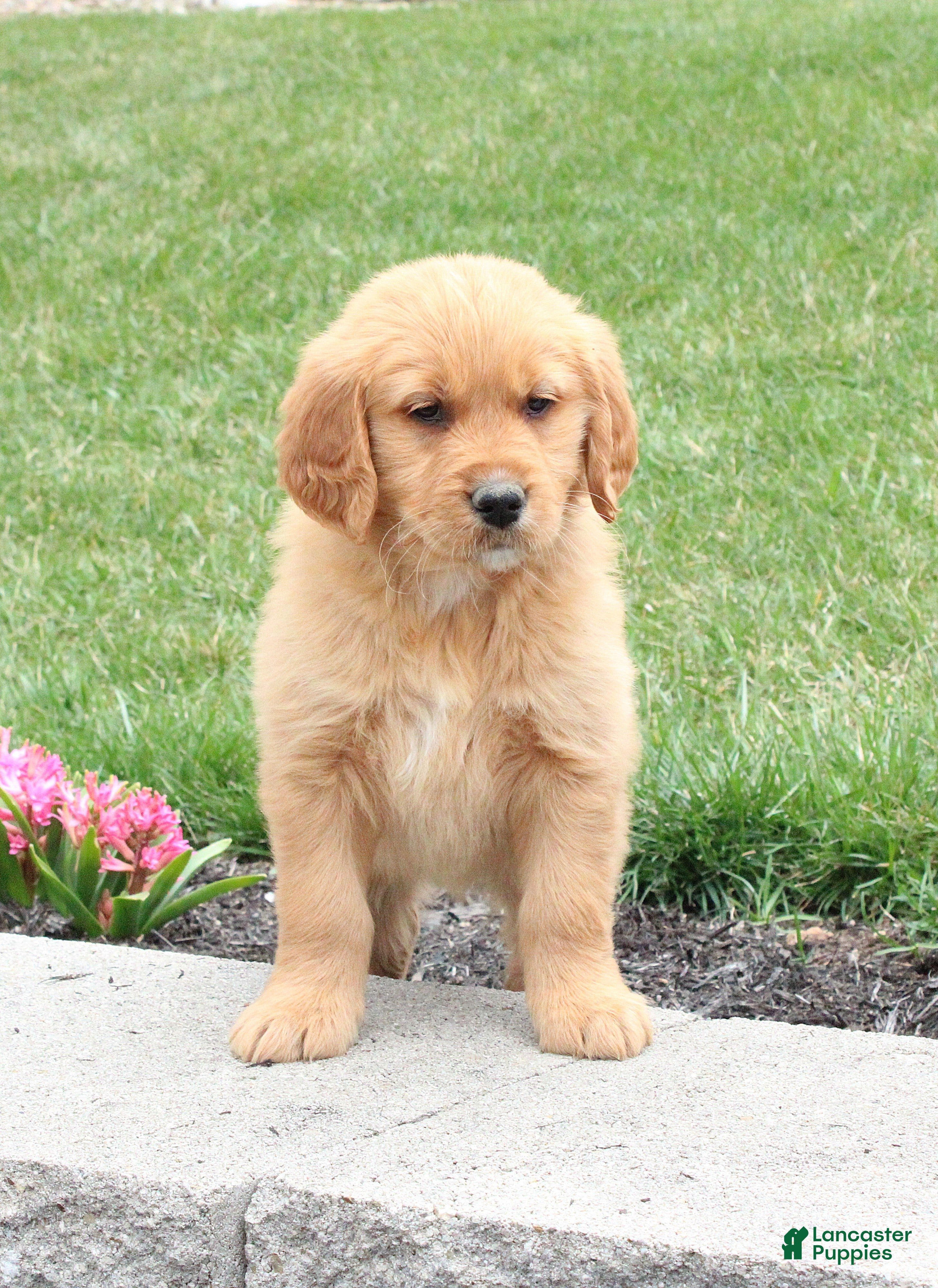 Golden Retriever dogs Skylar - Ad 2