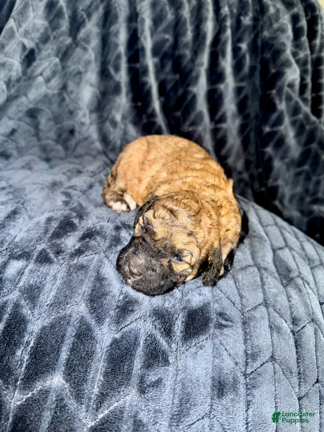 Mixed Breed dogs for sale: Musafa - Ad 2
