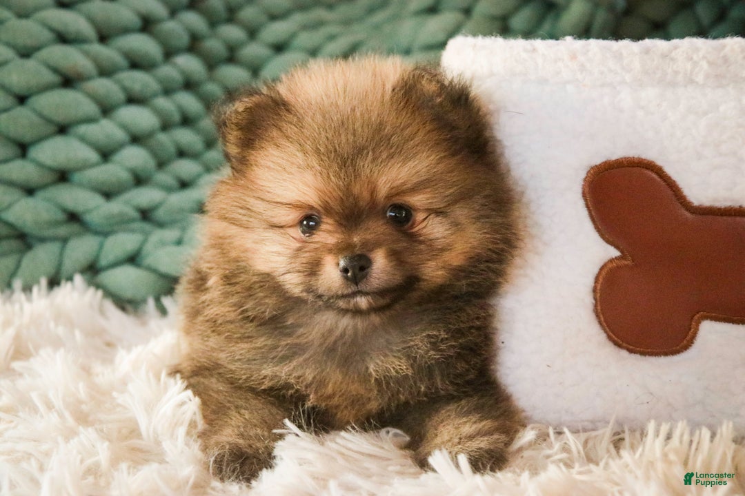 Pomeranian dogs for sale: Mr. Darcy - Ad 3