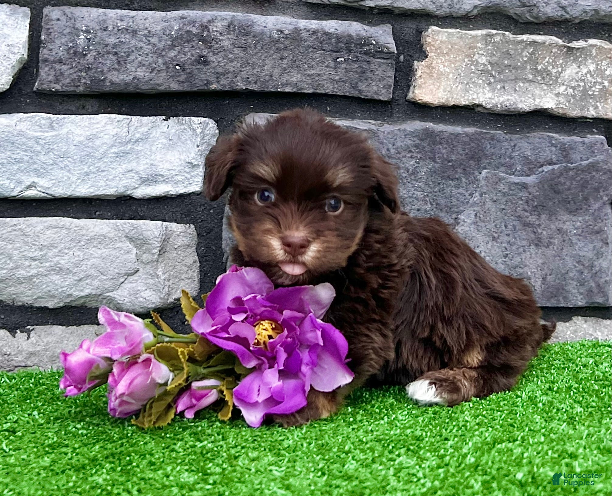 Havanese dogs Molly - Ad 2