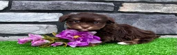 Havanese dogs for sale: Molly - Ad 2