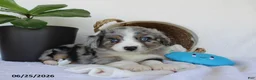 Miniature Australian Shepherd dogs for sale: Presley - Ad 2