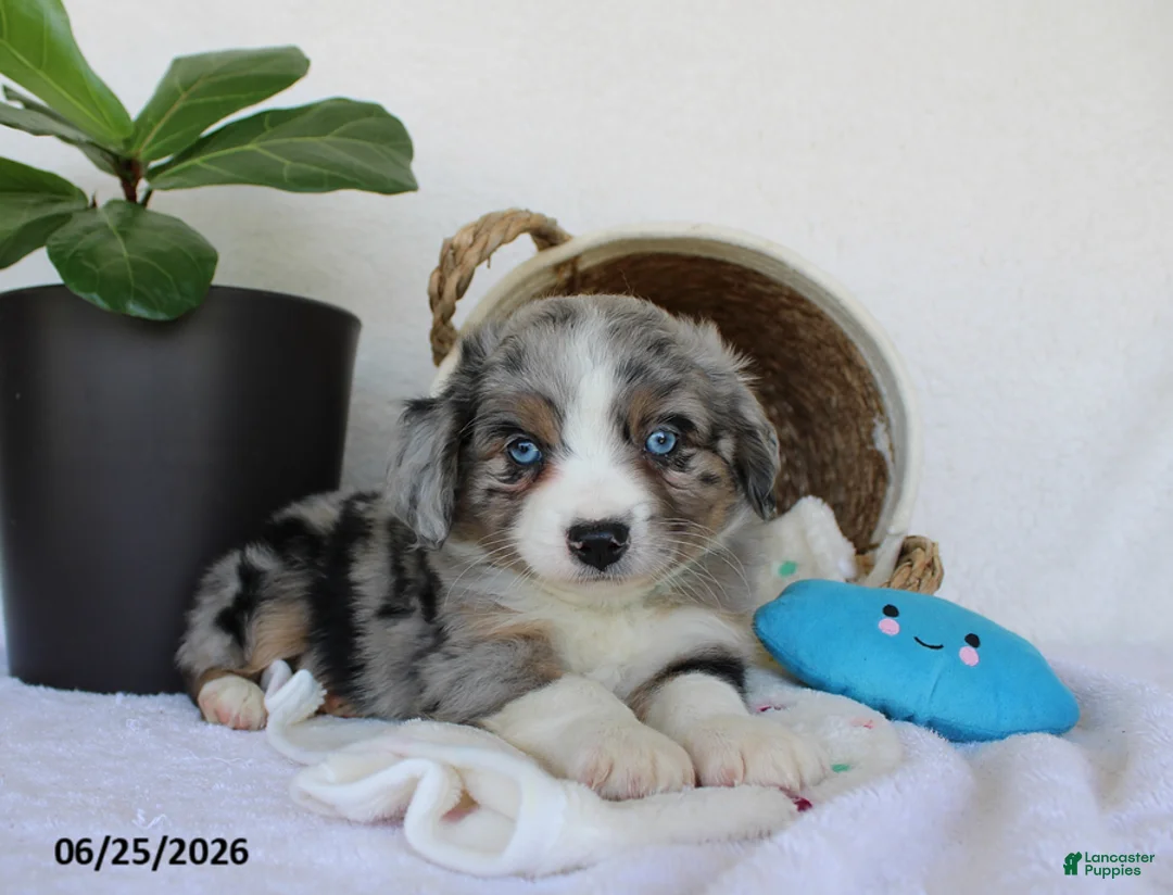 Miniature Australian Shepherd dogs for sale: Presley - Ad 2