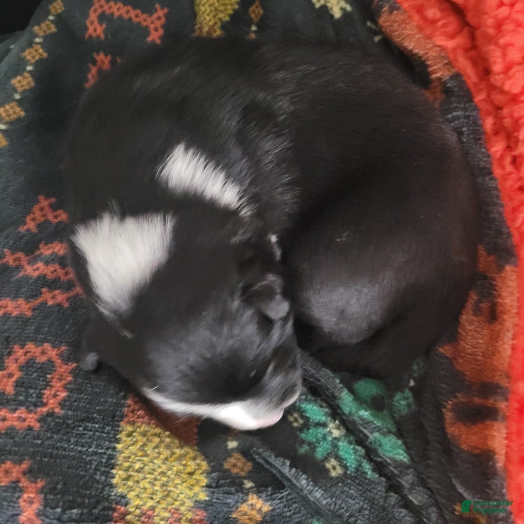 Mixed Breed dogs for sale: Fred - Ad 4