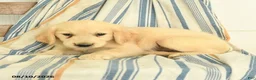 Golden Retriever dogs for sale: Jasper - Ad 3