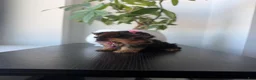 Yorkshire Terrier dogs for sale: Teacup Mya - Ad 3
