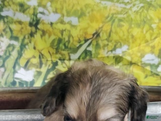 Miniature Dachshund dogs Karl - Ad 10