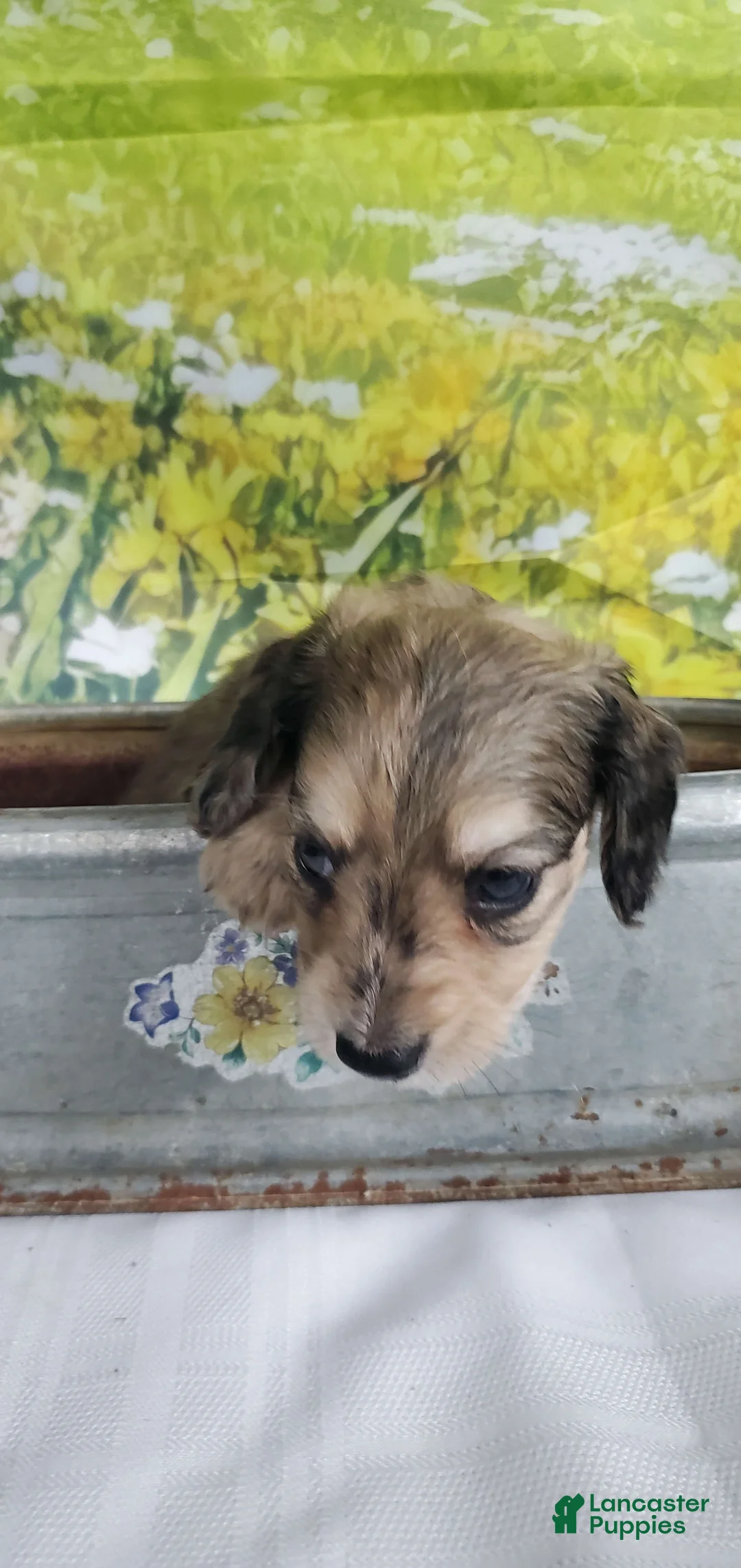 Miniature Dachshund dogs for sale: Karl - Ad 5