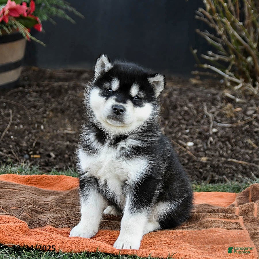 Alaskan Malamute dogs Judd - Ad 2