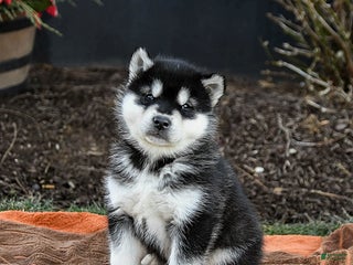Alaskan Malamute dogs Judd - Ad 2